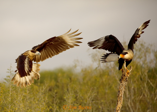 Crested Caracaras, juvenile and adult perch negotiations--8921