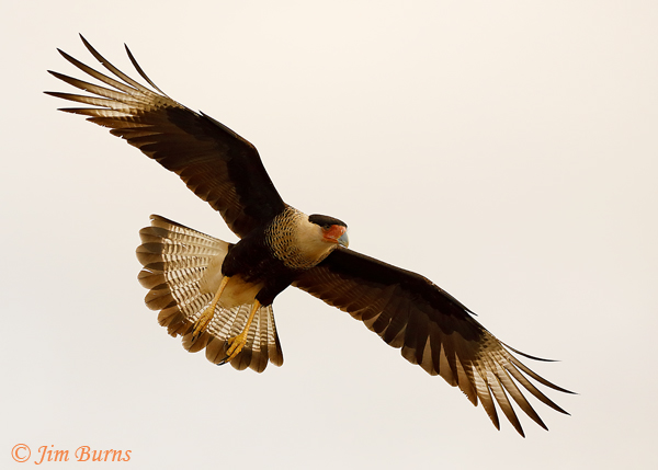 Crested Caracara adult ventral wingspread--8969