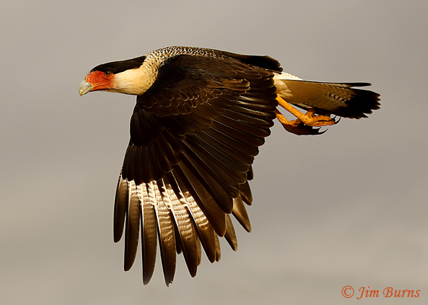 Crested Caracara adult in flight dorsal wing--8976