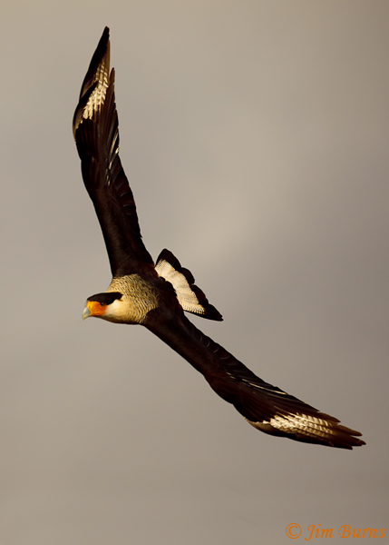 Crested Caracara adult in flight showing falcon wing shape--9002