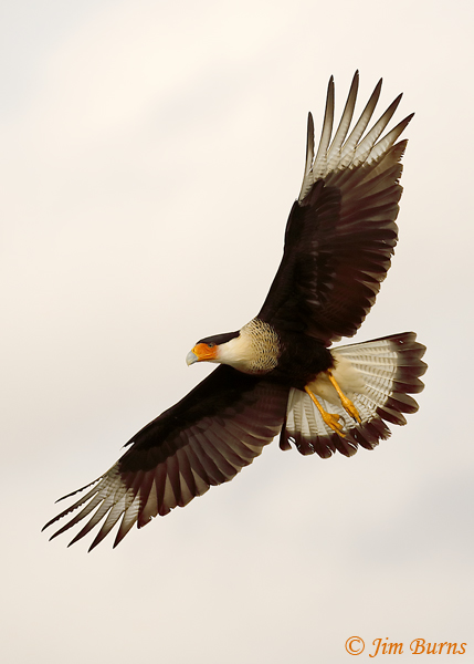 Crested Caracara adult in flight, underwing, undertail--9097