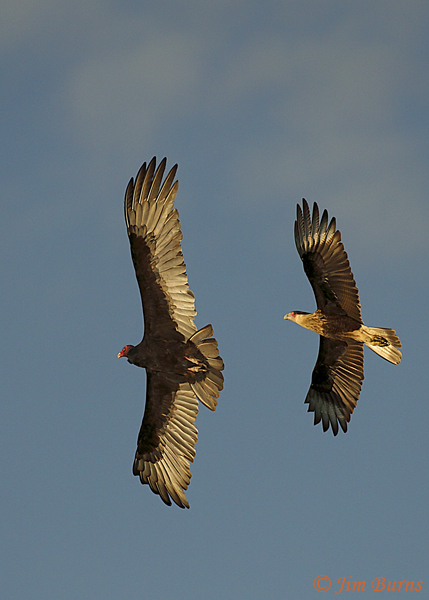 Crested Caracara juvenile harassing Turkey Vulture--0487