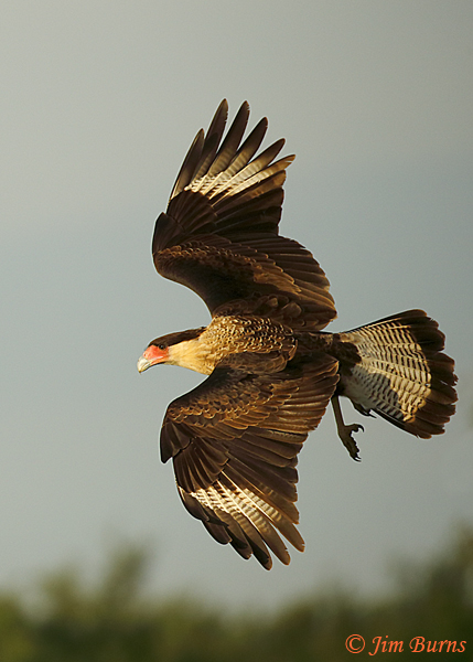 Crested Caracara juvenile in flight, overwing, overtail--0490