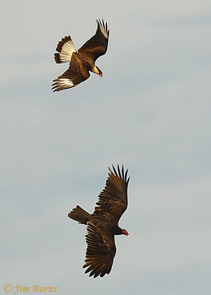 Crested Caracara juenile harassing Turkey Vulture #2--0521