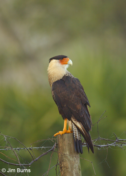 Crested Caracara on post