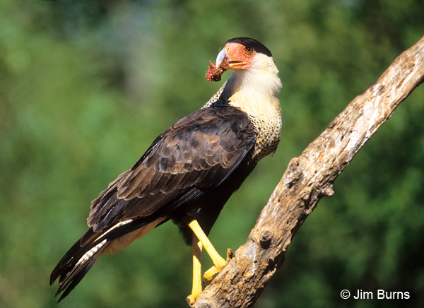 Crested Caracara with carion