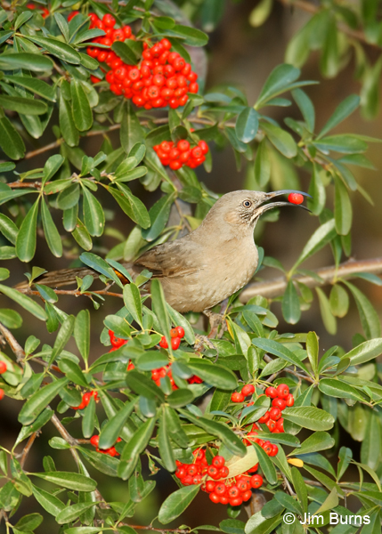 Crissal Thrasher with Pyracantha berry #2--1701