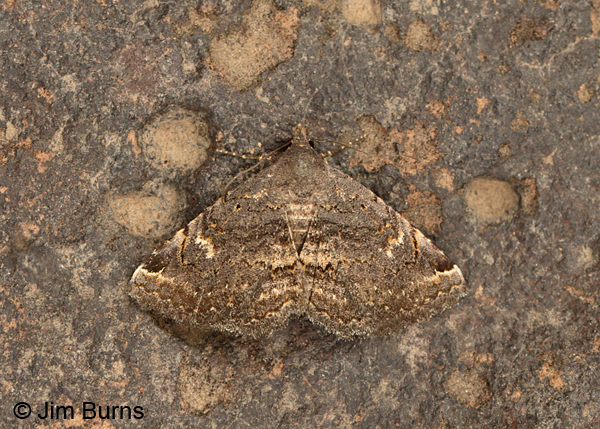 Cruel Toxonprucha Moth, Arizona