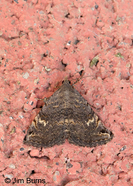 Cruel Toxonprucha Moth #2, Arizona