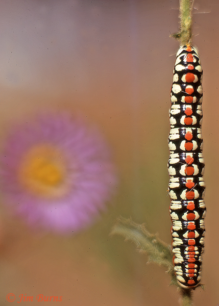 Cucullia dorsalis caterpillar, South Dakota--1000