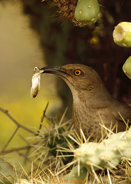 Curve-billed Thrasher removing fecal sac from nest--0442