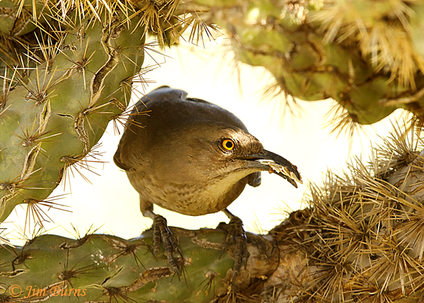 Curve-billed Thrasher entering nest with Scale Insects for nestlings--0750
