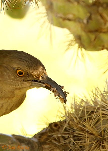 Curve-billed Thrasher entering nest with 6 insect items for nestlings--1298
