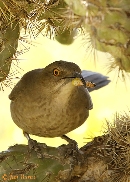 Curve-billed Thrasher entering nest with insect grub for nestlings--1577