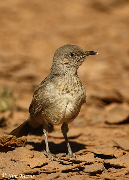 Curve-billed Thrasher fledgling ten days out of nest--1864