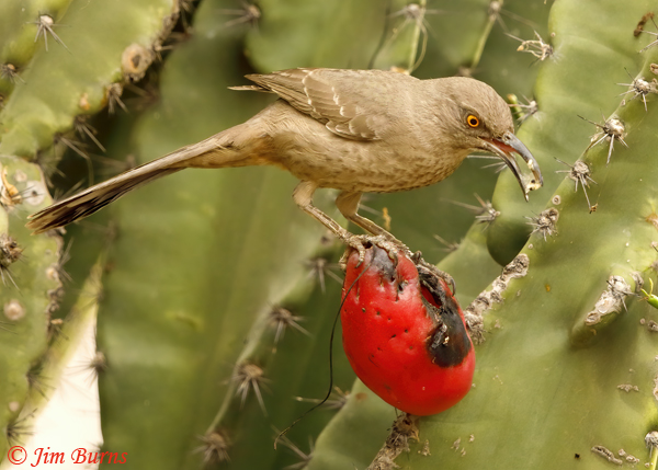 Curve-billed Thrasher on Night-blooming Cereus #3--3393