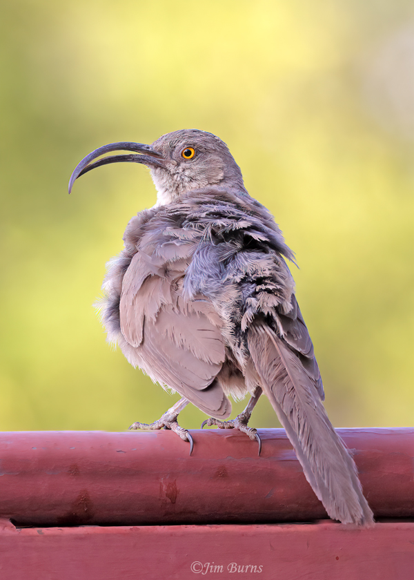 Curve-billed Thrasher with possible Avian Keratin Disorder--9631