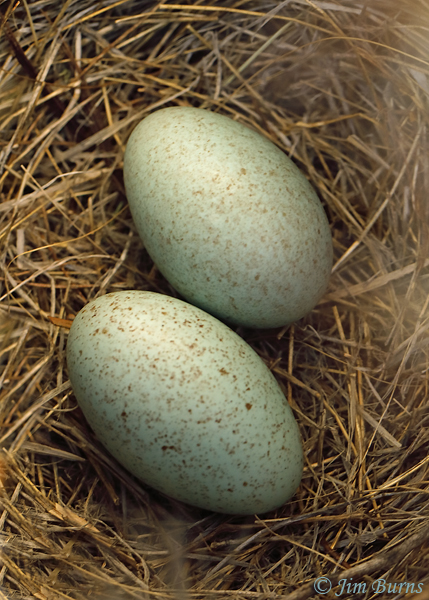 Curve-billed Thrasher eggs in nest--9887