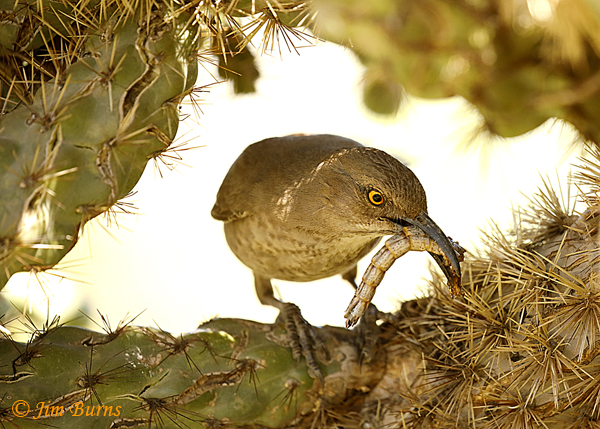 Curve-blled Thrasher entering nest with tailless lizard for nestlings--0560