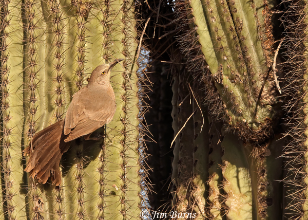 Curve-billed Thrasher with material for nest in Saguaro crotch --4045