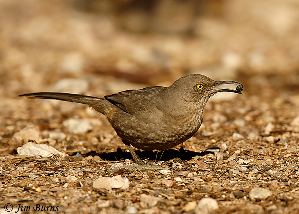 Curve-billed Thrasher with Fan Palm berry--4893