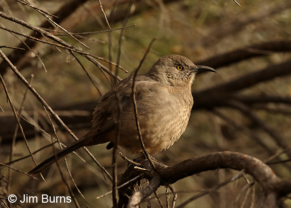 Curve-billed Thrasher feathers fluffed at 35 degrees