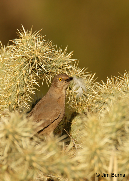 Curve-billed Thrasher feathering its nest