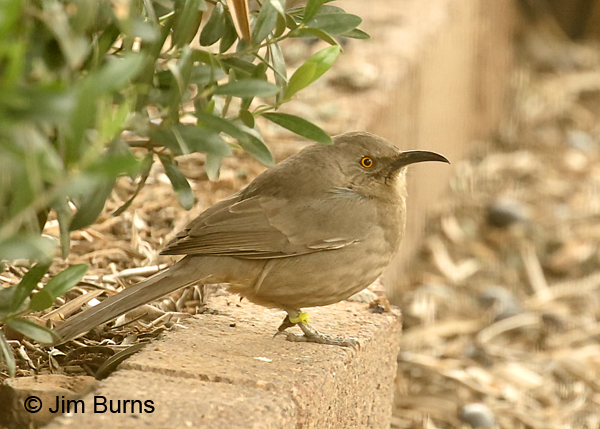 Curve-billed Thrasher with zip-tie leg band