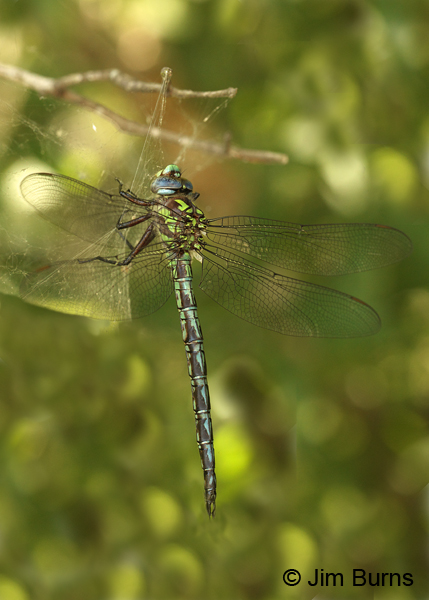 Cyrano Darner male, Horry Co., SC, May 2014