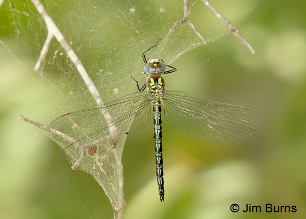 Cyrano Darner male dorsal view, Horry Co., SC, May 2014