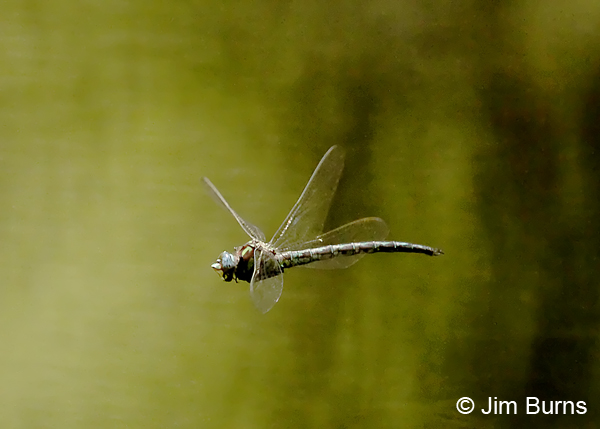 Cyrano Darner male in flight, Horry Co., SC, May 2014