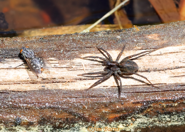 Dark Fishing Spider approaching fly on log in marsh, Arizona--7147