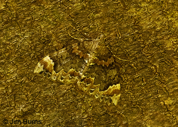 Dark Marbled Carpet Moth, California--9955