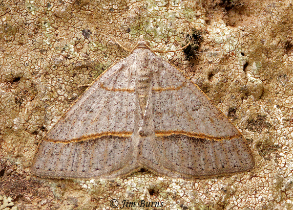 Dark-bordered Granite Moth, Arizona--4363
