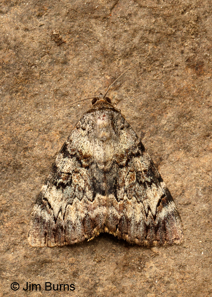 Delilah Underwing Moth, Arizona