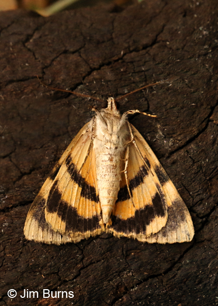 Delilah Underwing Moth ventral view, Arizona