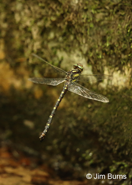 Delta-spotted Spiketail female in flight, Huntingdon Co., PA, June 2015