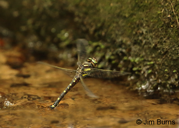 Delta-spotted Spiketail female ovipositing, Huntingdon Co., PA, June 2015
