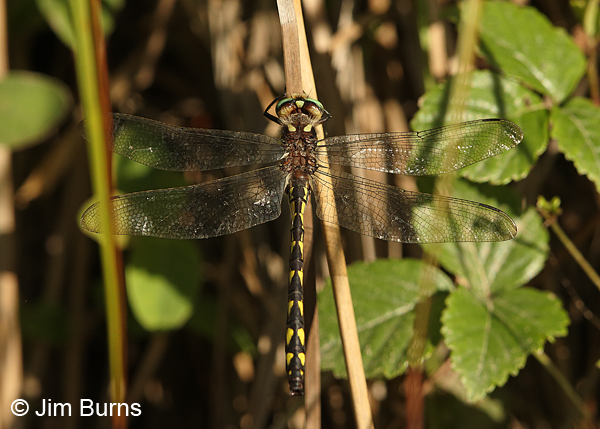 Delta-spotted Spiketail male dorsal view, Huntingdon Co., PA, June 2015