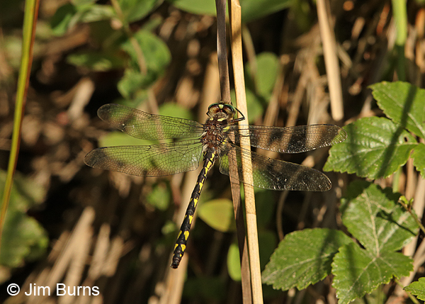 Delta-spotted Spiketail male dorsolateral view, Huntingdon Co., PA, June 2015