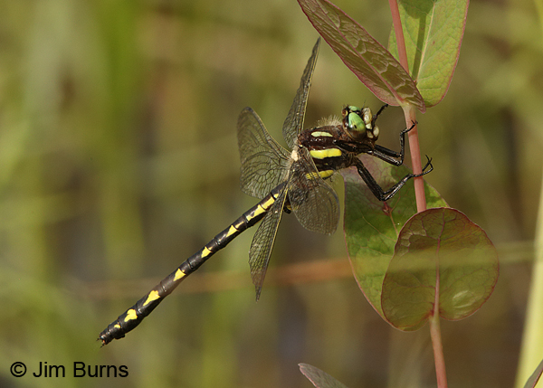 Delta-spotted Spiketail male, Huntingdon Co., PA, June 2015