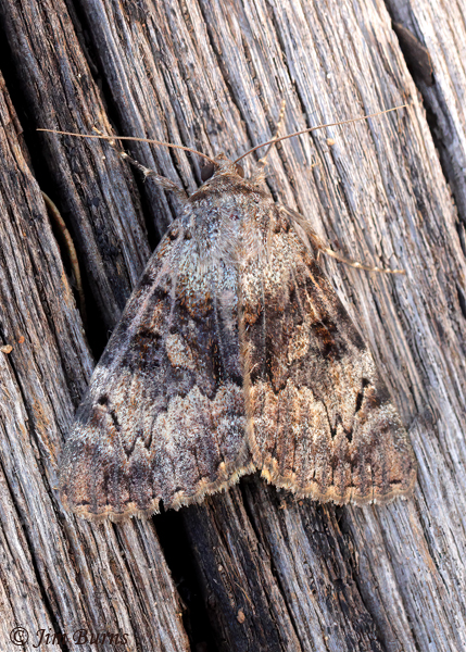 Desdemona Underwing Moth, Arizona--5778