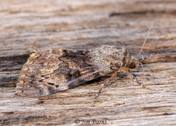 Desdemona Underwing Moth lateral view, Arizona--5784