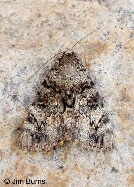 Desdemona Underwing Moth, Arizona