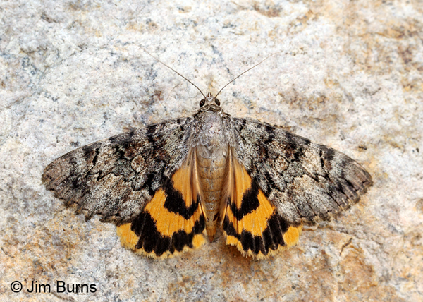 Desdemona Underwing Moth wingspread, Arizona