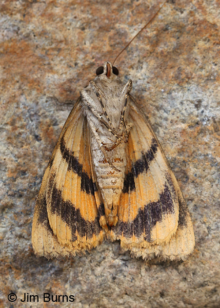 Desdemona Underwing Moth ventral view, Arizona