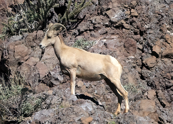 Desert Bighorn  ewe--3989