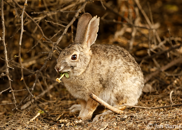 esert Cottontail eating flowers--8320