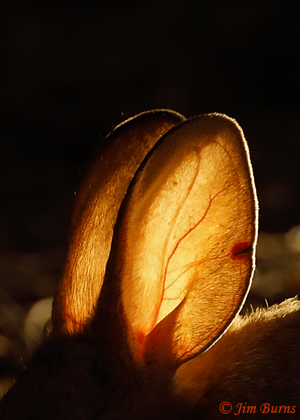 Desert Cottontail backlit ears with old injury--4380