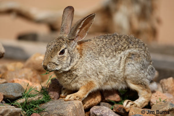 Desert Cottontail at lunch